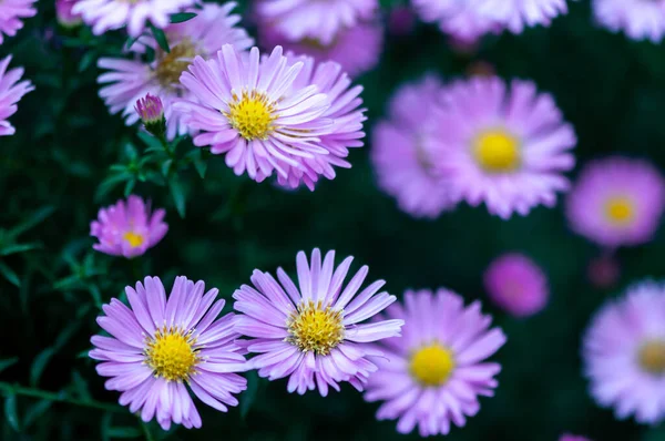 Close Pink Common Daisy Garden Bellis Perennis — Stock Photo, Image