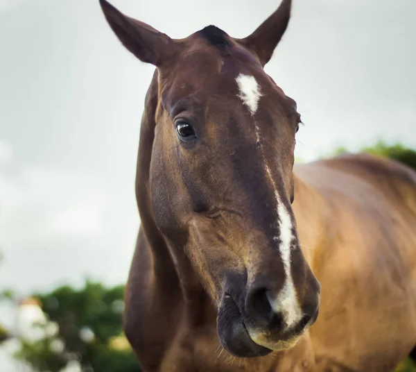 Portrait Lovely Mare Field — Stock Photo, Image