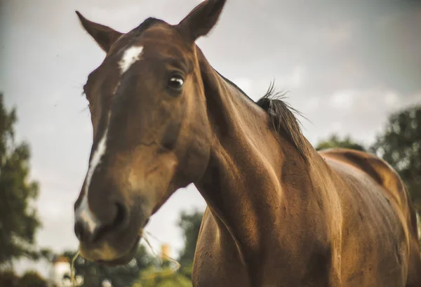 Portrait Lovely Mare Field — Stock Photo, Image