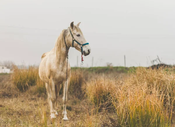 Beautiful White Mare Field Cold Cloudy Afternoon — Stock Photo, Image