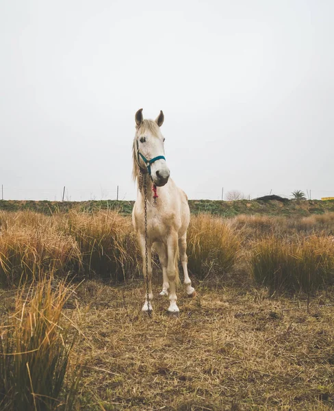 Beautiful White Mare Field Cold Cloudy Afternoon — Stock Photo, Image