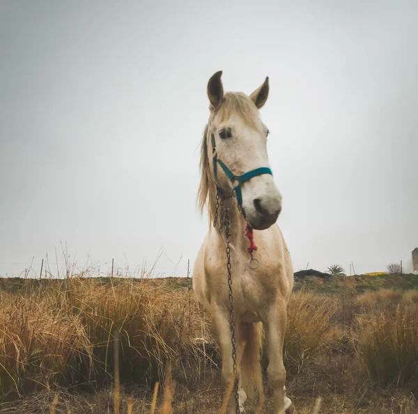 Beautiful White Mare Field Cold Cloudy Afternoon — Stock Photo, Image