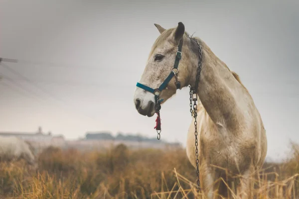 Beautiful White Mare Field Cold Cloudy Afternoon — Stock Photo, Image