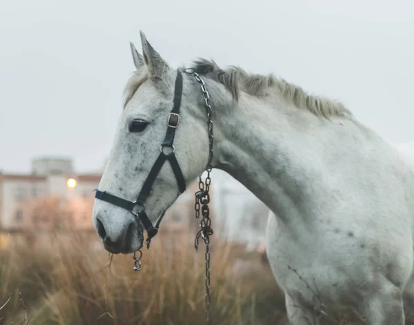 Beautiful White Mare Field Cold Cloudy Afternoon — Stock Photo, Image