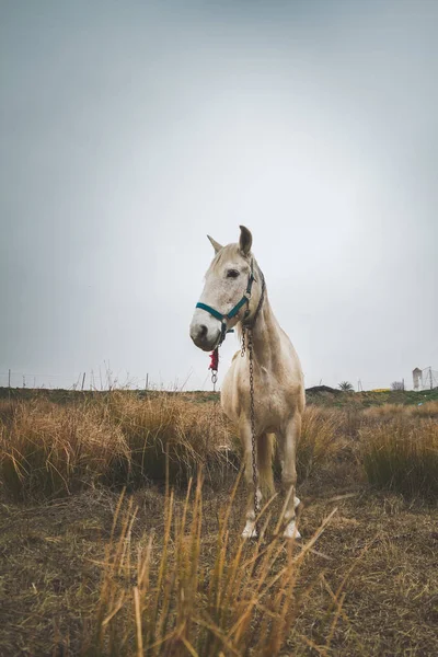 Beautiful White Mare Field Cold Cloudy Afternoon — Stock Photo, Image