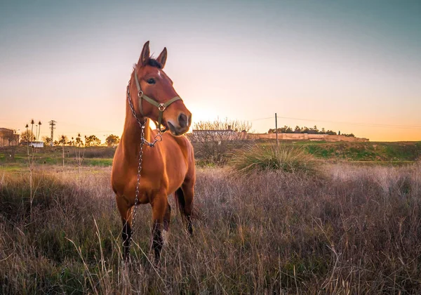 Beautiful Mare Basking Sun Some Branches — Stock Photo, Image