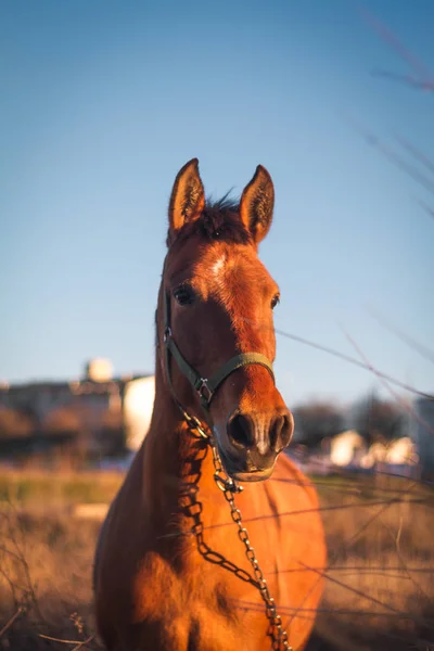 Beautiful Mare Basking Sun Some Branches — Stock Photo, Image