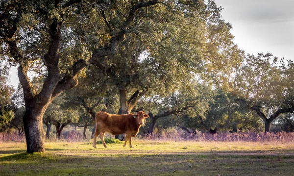 Dappere Stier Tussen Steeneik Warme Namiddag — Stockfoto