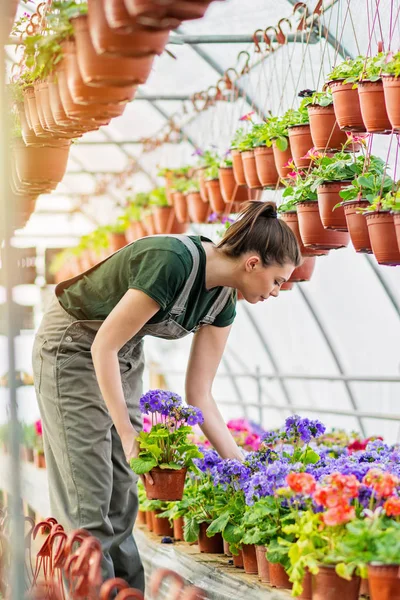 Giovane Fiorista Donna Una Serra Che Smistava Fiori Colori Vivaci — Foto Stock