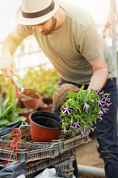 Giovane Giardiniere Maschio Piantare Fiori Vaso Fiori Serra Nella Soleggiata — Foto Stock