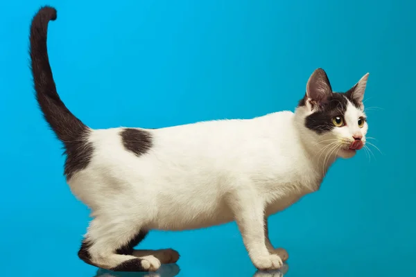 Komik Beyaz Kedi Siyah Mavi Arka Plan Üzerinde Poz Küçük — Stok fotoğraf