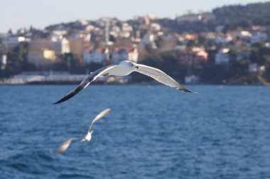 Marmara Denizi, Istanbul, Türkiye yakın Adalar adada binaların arka plan üzerinde uçan büyük martı. Yakın çekim. Boşluk. Açık atış