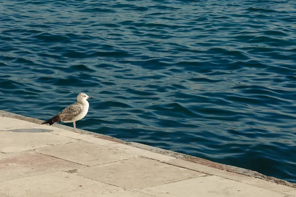 Large Seagull Flying Standing Pier Istanbul Turkey Text Space Outdoor — Stock Photo, Image