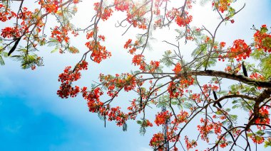 Mavi gökyüzü, canlı kırmızı çiçek alev ağacı ile kırmızı çiçek