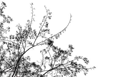 Beyaz arka plan, kopya alanı, siyah ve beyaz arka plan, beyaz arka plan üzerinde izole ağaçlar üzerinde soyut desen fotoğraf gösterme şubesi ve çam yaprakları izole beyaz izole ağaç siluet