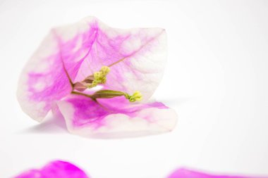 Kağıt çiçekler ya da Begonvil, pembe begonviller beyaz arka plan üzerinde beyaz arka plan, güzel Bougaville, çiçek üzerinde