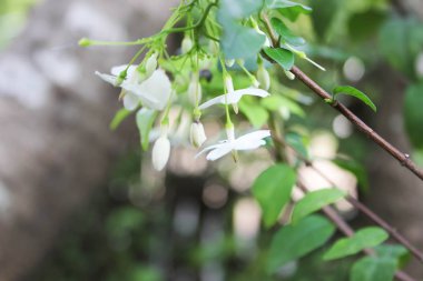 Wrightia bileğinde veya kokulu beyaz çiçekler, beyaz çiçek, Wrightia bileğinde (Apocynaceae), vahşi su Erik çiçekler ile yeşil doğa arka plan beyaz çiçekler, çiçek ile arka plan bulanıklık