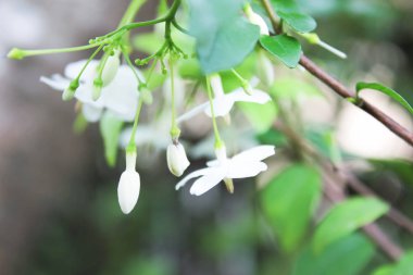Wrightia bileğinde veya kokulu beyaz çiçekler, beyaz çiçek, Wrightia bileğinde (Apocynaceae), vahşi su Erik çiçekler ile yeşil doğa arka plan beyaz çiçekler, çiçek ile arka plan bulanıklık