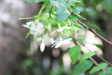 Wrightia bileğinde veya kokulu beyaz çiçekler, beyaz çiçek, Wrightia bileğinde (Apocynaceae), vahşi su Erik çiçekler ile yeşil doğa arka plan beyaz çiçekler, çiçek ile arka plan bulanıklık