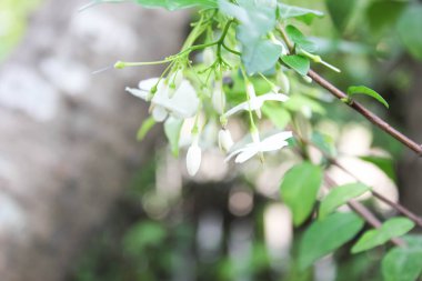 Wrightia bileğinde veya kokulu beyaz çiçekler, beyaz çiçek, Wrightia bileğinde (Apocynaceae), vahşi su Erik çiçekler ile yeşil doğa arka plan beyaz çiçekler, çiçek ile arka plan bulanıklık
