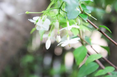 Wrightia bileğinde veya kokulu beyaz çiçekler, beyaz çiçek, Wrightia bileğinde (Apocynaceae), vahşi su Erik çiçekler ile yeşil doğa arka plan beyaz çiçekler, çiçek ile arka plan bulanıklık