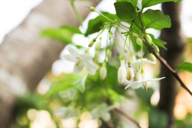 Wrightia bileğinde veya kokulu beyaz çiçekler, beyaz çiçek, Wrightia bileğinde (Apocynaceae), vahşi su Erik çiçekler ile yeşil doğa arka plan beyaz çiçekler, çiçek ile arka plan bulanıklık