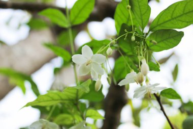 Wrightia bileğinde veya kokulu beyaz çiçekler, beyaz çiçek, Wrightia bileğinde (Apocynaceae), vahşi su Erik çiçekler ile yeşil doğa arka plan beyaz çiçekler, çiçek ile arka plan bulanıklık