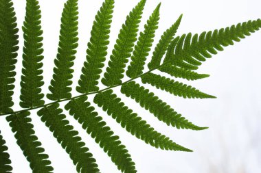 Gren fern (Leptosporangiate ferns) yaprakları ayrıntı, yakın çekim, fern şube izole beyaz arka plan üzerinde beyaz arka plan üzerinde izole yaprak fern bitki. yat, fern beyaz arka plan üzerinde yaprak tek. Kopya alanı ile izole Üstten Görünüm