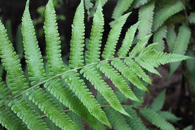 Makro, güzel yeşil yosun ve Fern desen ve arka plan, bahçedeki Leaf fern olarak doğada yağmurlu ormanda güneş ışığı ile yeşil eğreltiotu yaprakları