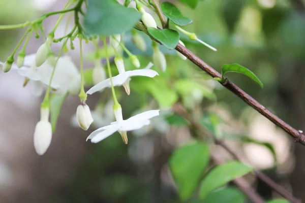 金银花或芳香的白花 金银花 白花与绿色自然背景的白花 有模糊背景的花 — 图库照片