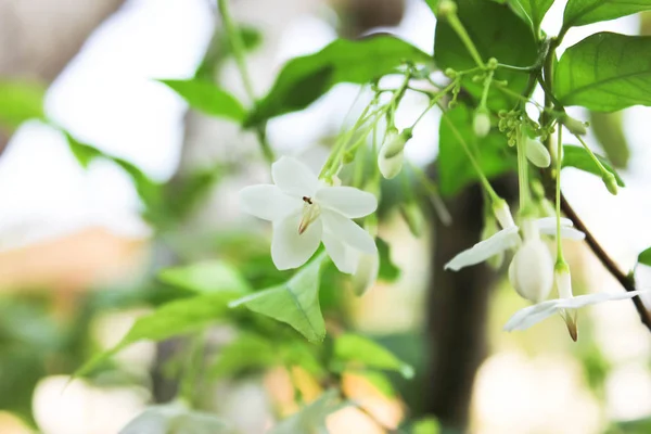 金银花或芳香的白花 金银花 白花与绿色自然背景的白花 有模糊背景的花 — 图库照片