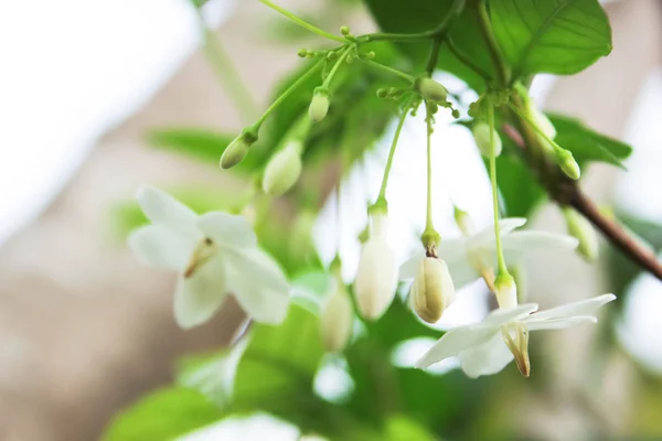 Wrightia Religiosa や香りのよい白い花白い花 Wrightia Religiosa キョウチクトウ科 野生水梅の花 緑の自然の背景と白い花 花と背景をぼかし — ストック写真