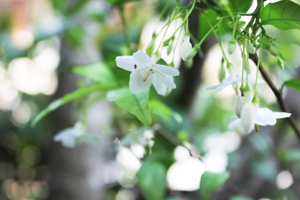 Wrightia religiosa or fragrant white flowers, White flower, Wrightia religiosa (Apocynaceae), Wild Water Plum flowers White flowers with green nature background, flowers with blur background