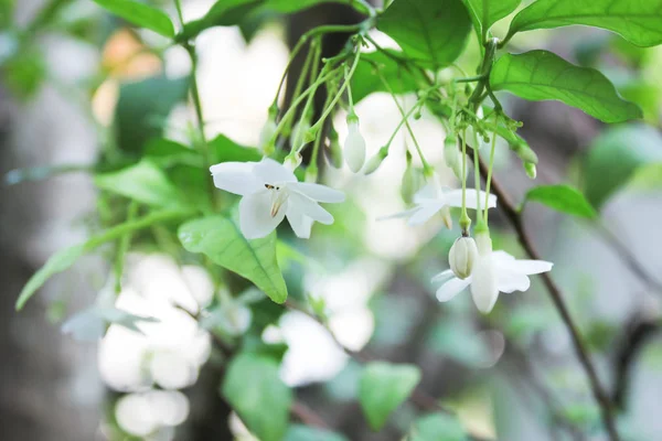 Wrightia Religiosa や香りのよい白い花白い花 Wrightia Religiosa キョウチクトウ科 野生水梅の花 緑の自然の背景と白い花 花と背景をぼかし — ストック写真