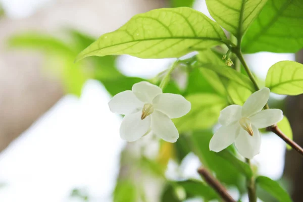 Wrightia Religiosa や香りのよい白い花白い花 Wrightia Religiosa キョウチクトウ科 野生水梅の花 緑の自然の背景と白い花 花と背景をぼかし — ストック写真