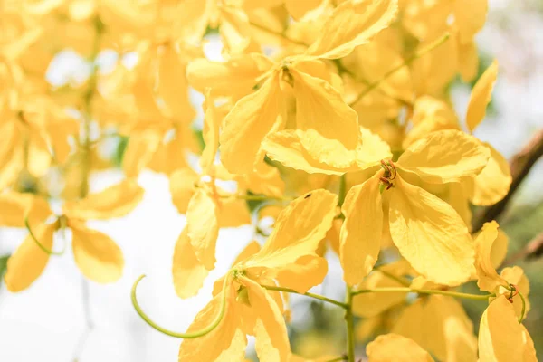 Cassia Fistula Est Une Fleur Nationale Thaïlande — Photo