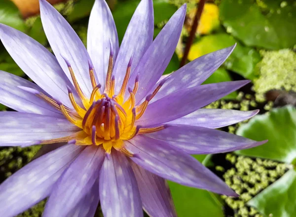 Purple lotus flower or water lily with green leaves on the water, Beautiful colorful Purple lotus with yellow pollen in the center is blooming with green leaves on the water in the pond, Always used for worship items for buddhist. Purple lotus also c