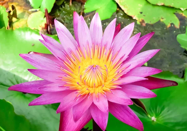 pink lotus flower blooming on the water with leaf, Beautiful colorful pink lotus with yellow pollen in the center is blooming with green leaves on the water in the pond, Always used for worship items for buddhist. Pink lotus also called water lily