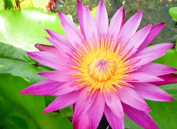 pink lotus flower blooming on the water with leaf, Beautiful colorful pink lotus with yellow pollen in the center is blooming with green leaves on the water in the pond, Always used for worship items for buddhist. Pink lotus also called water lily