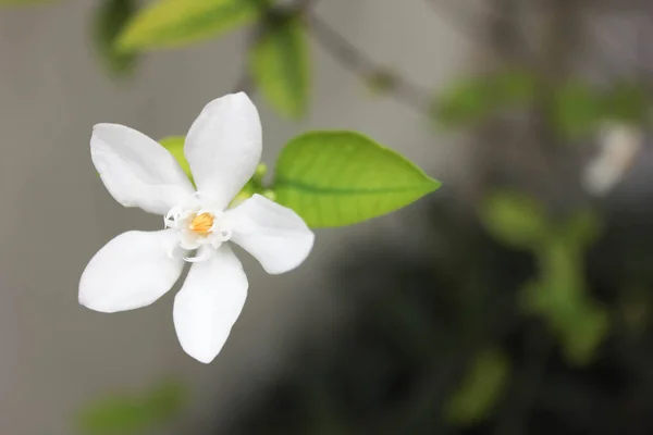 美しいオレンジ色のジャスミンの花 白い花 オレンジ ジェサミンビーチ花 庭で美しい花 — ストック写真