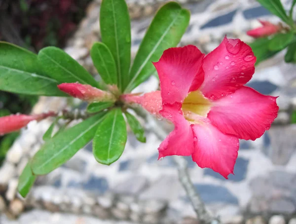 Adenium 美丽的花朵在花园里 特写图片红花单花 — 图库照片