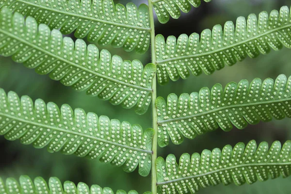 Green Fern Leaves Macro Beautiful Green Moss Fern Sunlight Rainy — 图库照片