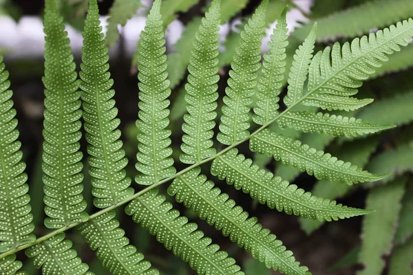 green fern leaves macro, beautiful green Moss and Fern with sunlight in rainy forest in nature as pattern and background, Leaf fern in the garden