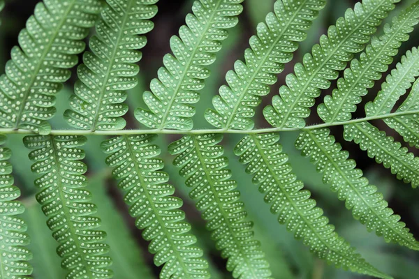 Green Fern Leaves Macro Beautiful Green Moss Fern Sunlight Rainy — 图库照片