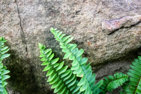 Green Fern Leaves Macro Beautiful Green Moss Fern Sunlight Rainy — 图库照片