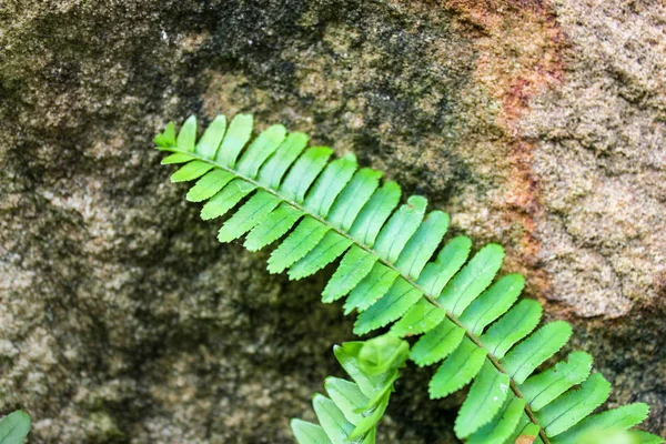 Green Fern Leaves Macro Beautiful Green Moss Fern Sunlight Rainy — 图库照片