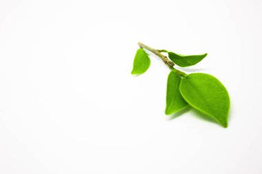 Beyaz arka plan yeşil doğa yaprağına izole, beyaz bir arka plan üzerinde yeşil yeşil yaprakları ağacın yaprakları, yeşil yaprak dalı ile yeşil beyaz arka plan üzerinde bırakır, izole üzerinde beyaz arka plan bırakır, bırakır ben ağaç izole üzerinde beyaz arka plan