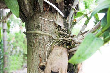 Ağaçta, arka plan ağaç büyüyen parazit bitki