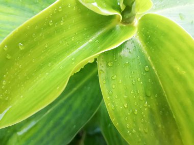 Yaprak yeşil, ağaç su ile dokusuna yapraklarda bırakır. Tazelik kavramı. Doğal yeşil arka plan, yeşil yaprak dokusu yakın çekim, güneş ışığı, yaprak ve su damla, makro altında açılan su