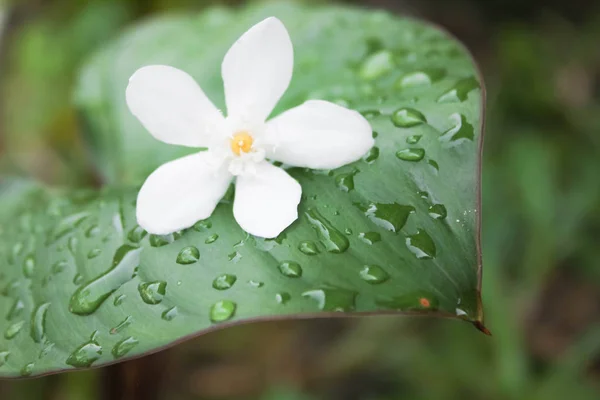 白花落在花园的叶子上 雨后花园里的落叶落在树叶上 — 图库照片